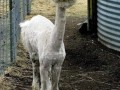 Lama