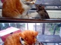 Cute 1