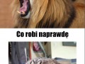 Rawr