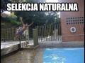 Selekcja naturalna