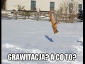 Grawitacja