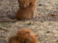 Aww