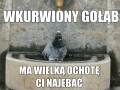 Gołąb