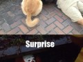 Suprise