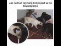Czo ten koteł