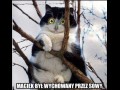 Maciek