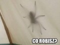 Pobudka