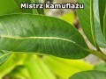 Mistrz kamuflażu