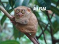Ale faza