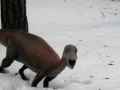Dino