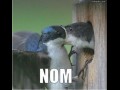 Nom