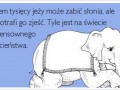 Ciekawostka