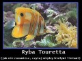 Ryba