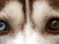 Husky