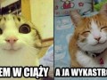 Koty 1