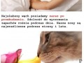Nos