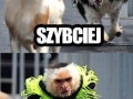 Lucynka
