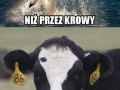 Bój się