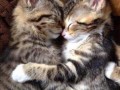 Awww 1