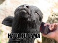 Halo
