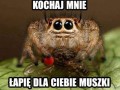 Pajączek