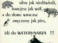 Osioł