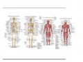Anatomia