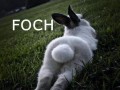 Foszek