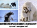 Tymczasem w kanadzie