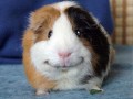 Awwww