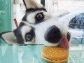 Husky