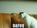 Dafuq