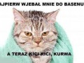 Kici kici