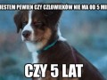 Psy