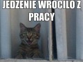 Człowiek