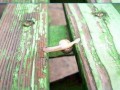 Slimak