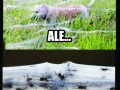 śnieg