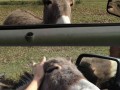 Aww 1