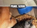 Panie