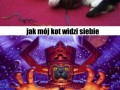 Mój kot