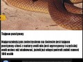 Nie pytaj