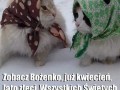 I tak to jest