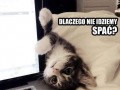 Spać