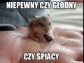 Niepewny
