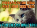 Problemy kotów pierwszego świata