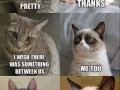 Cats