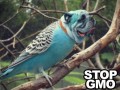 Stop gmo