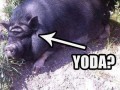Yoda