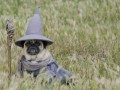 Gandalf