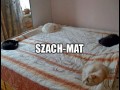 Szachmat